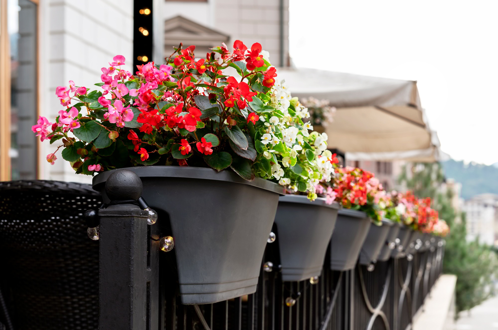 Begonia cucullata pink red white flowers in outdoor pots landscaping city potted flowering plants