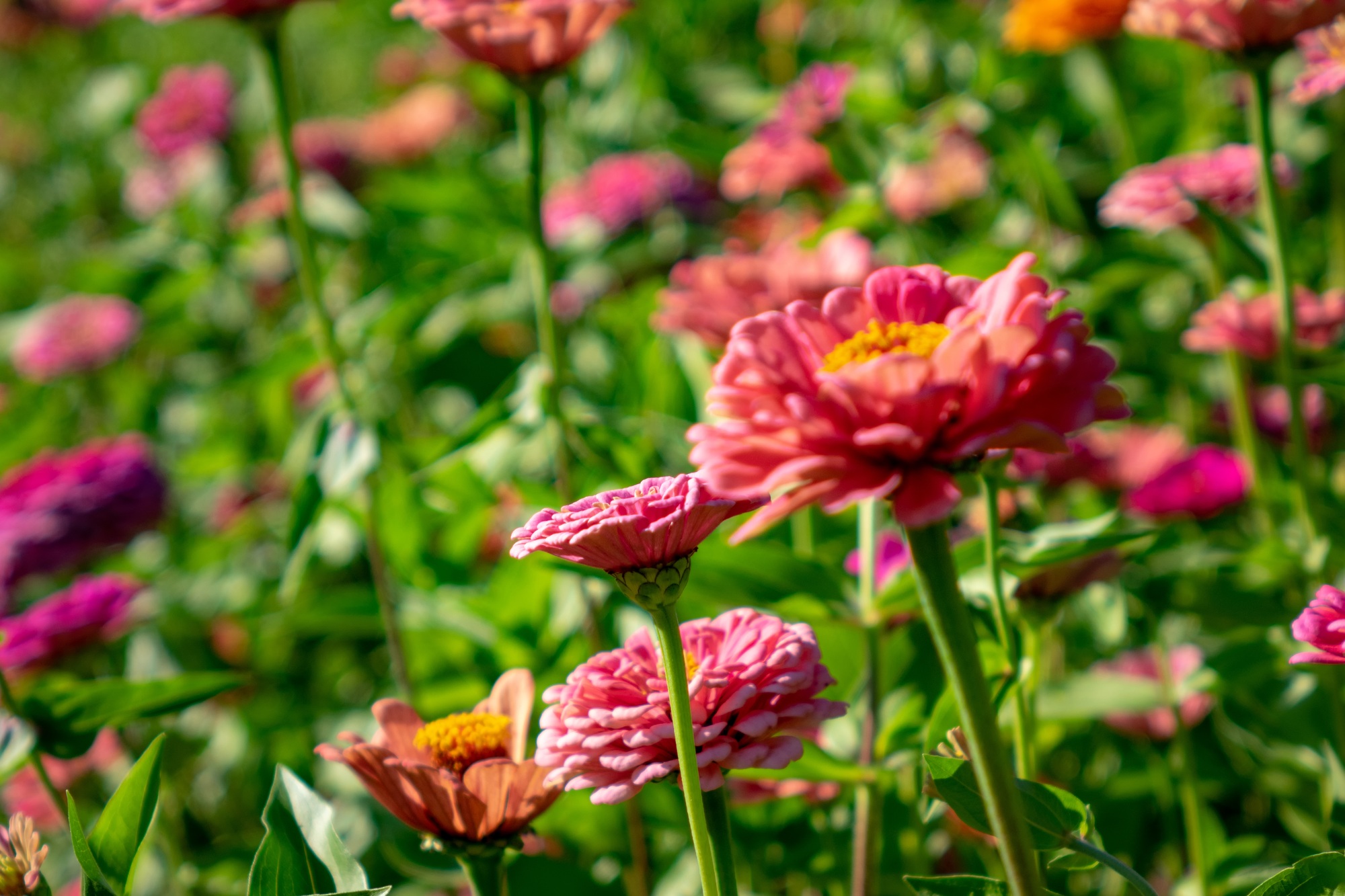 Blooming flowers zinnia in the summer garden on a sunny day. Floral layout