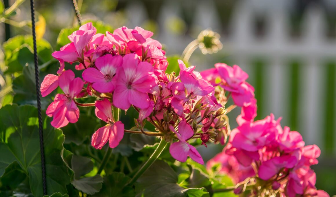 Closeup of geraniums in the sunlight in a hanging basket