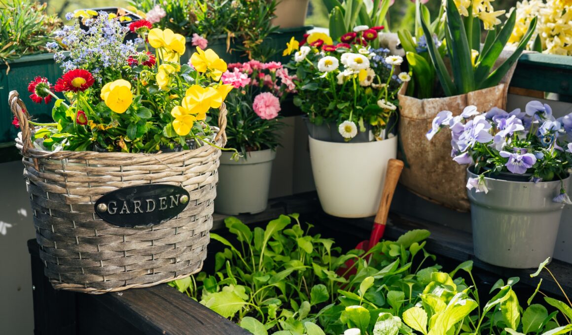 Flowers and plants on balcony close up
