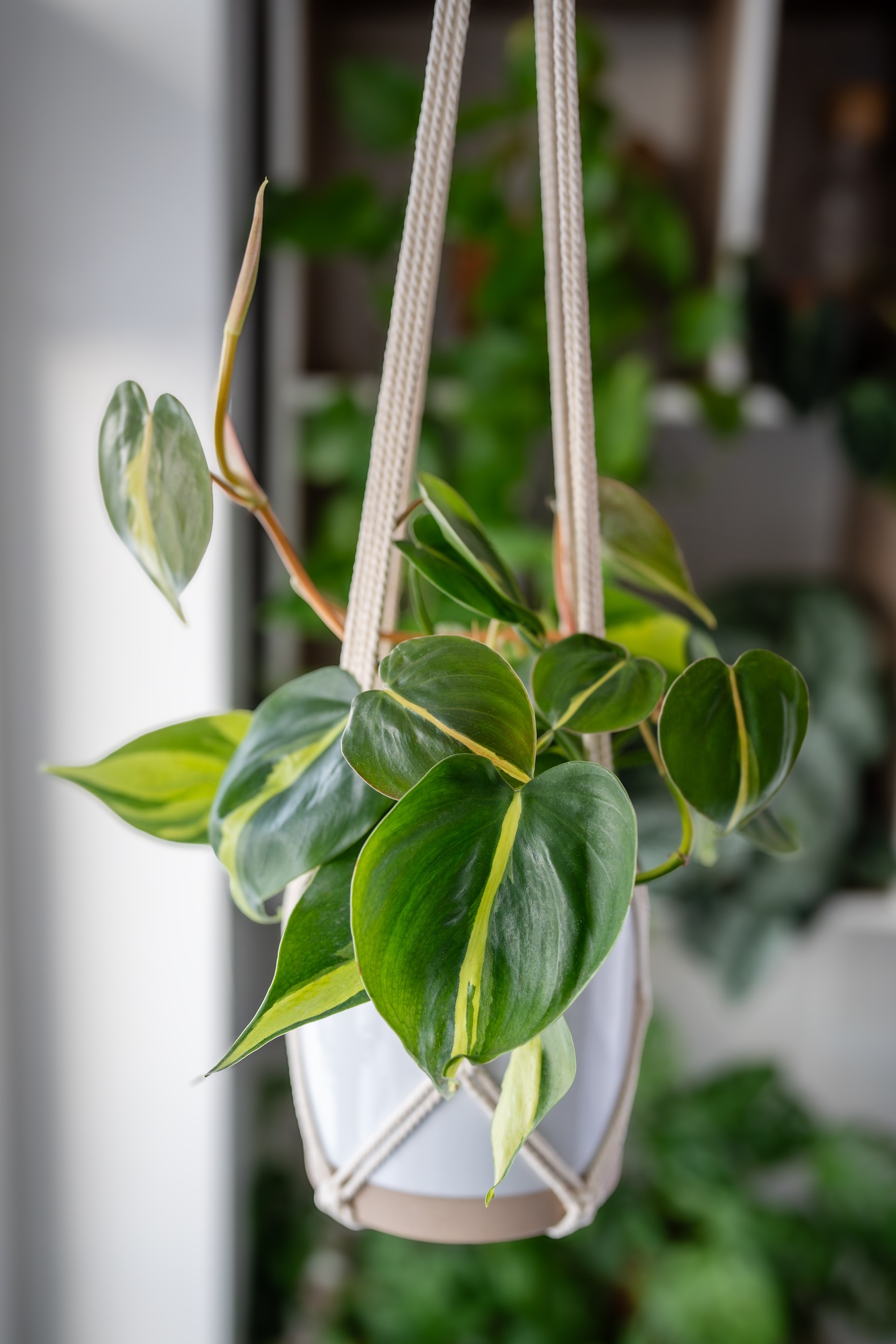 Handmade cotton macrame plant hanger. Philodendron Scandens Brasil hanging from macrame setting