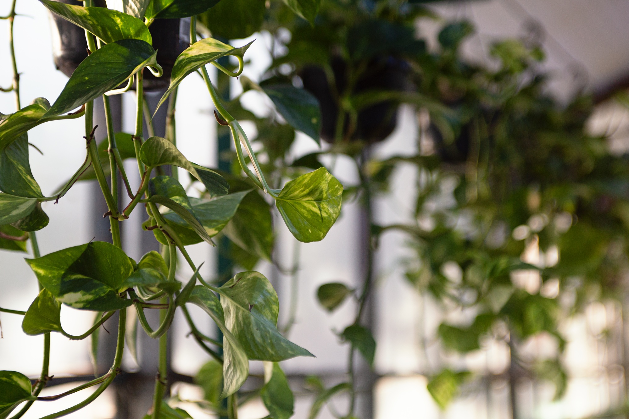 Natural background from glossy green leafs of ivy plant in greenhouse.