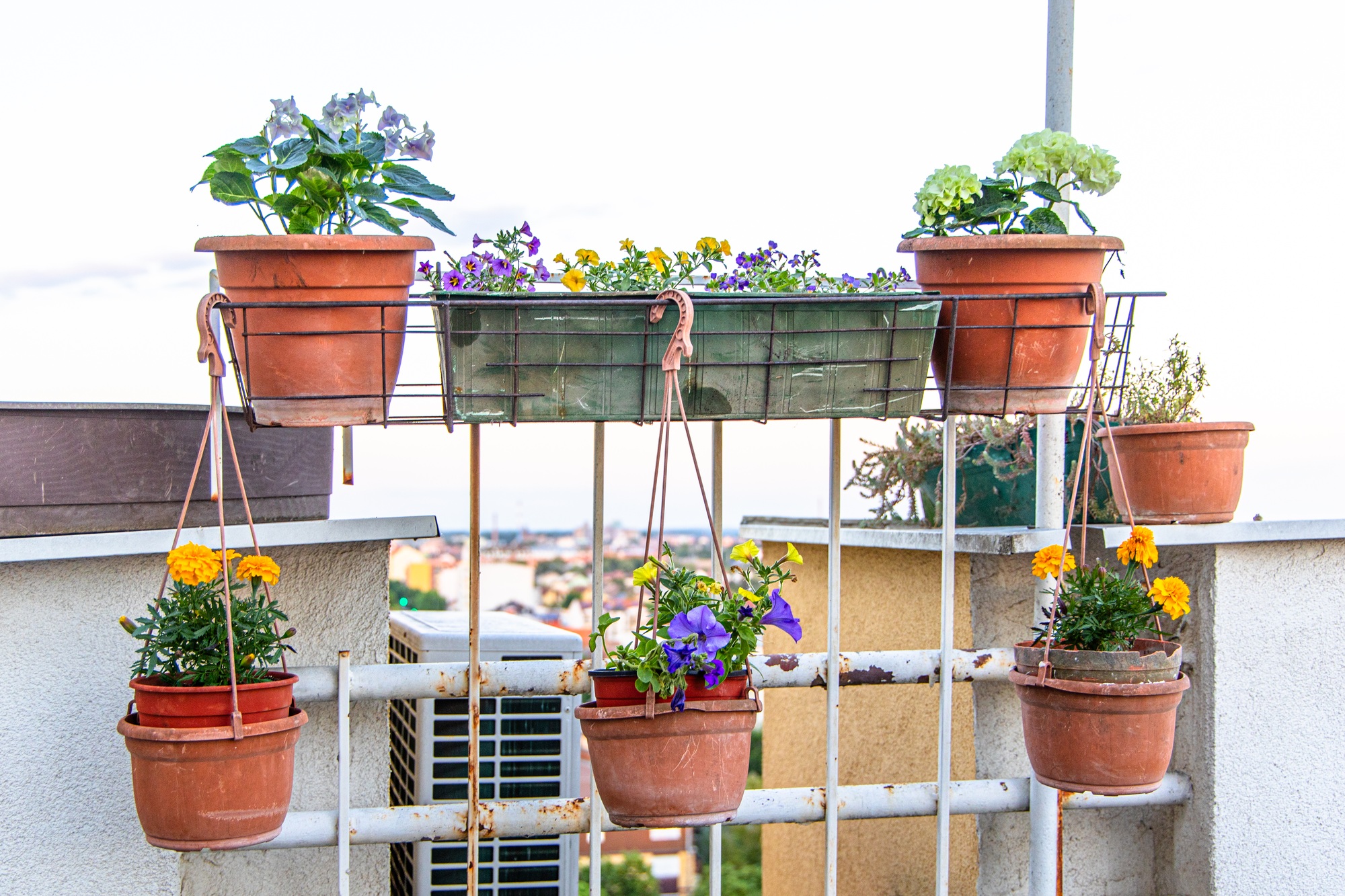 Potted Plants Hanging on Wall