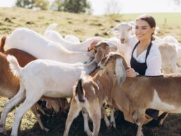 Young Woman Enjoying Time with Goats on a Sunny Farm Day