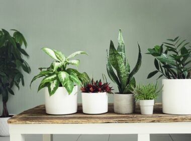 A variete of house plants