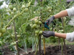 How to Properly Prune Tomato Plants