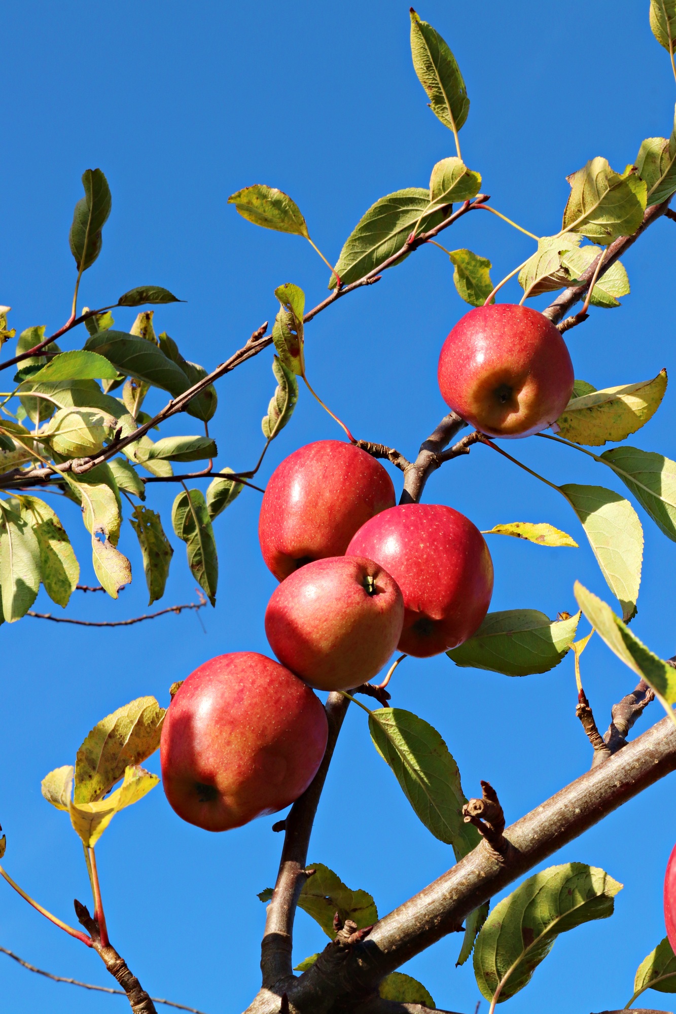 Apples on a tree