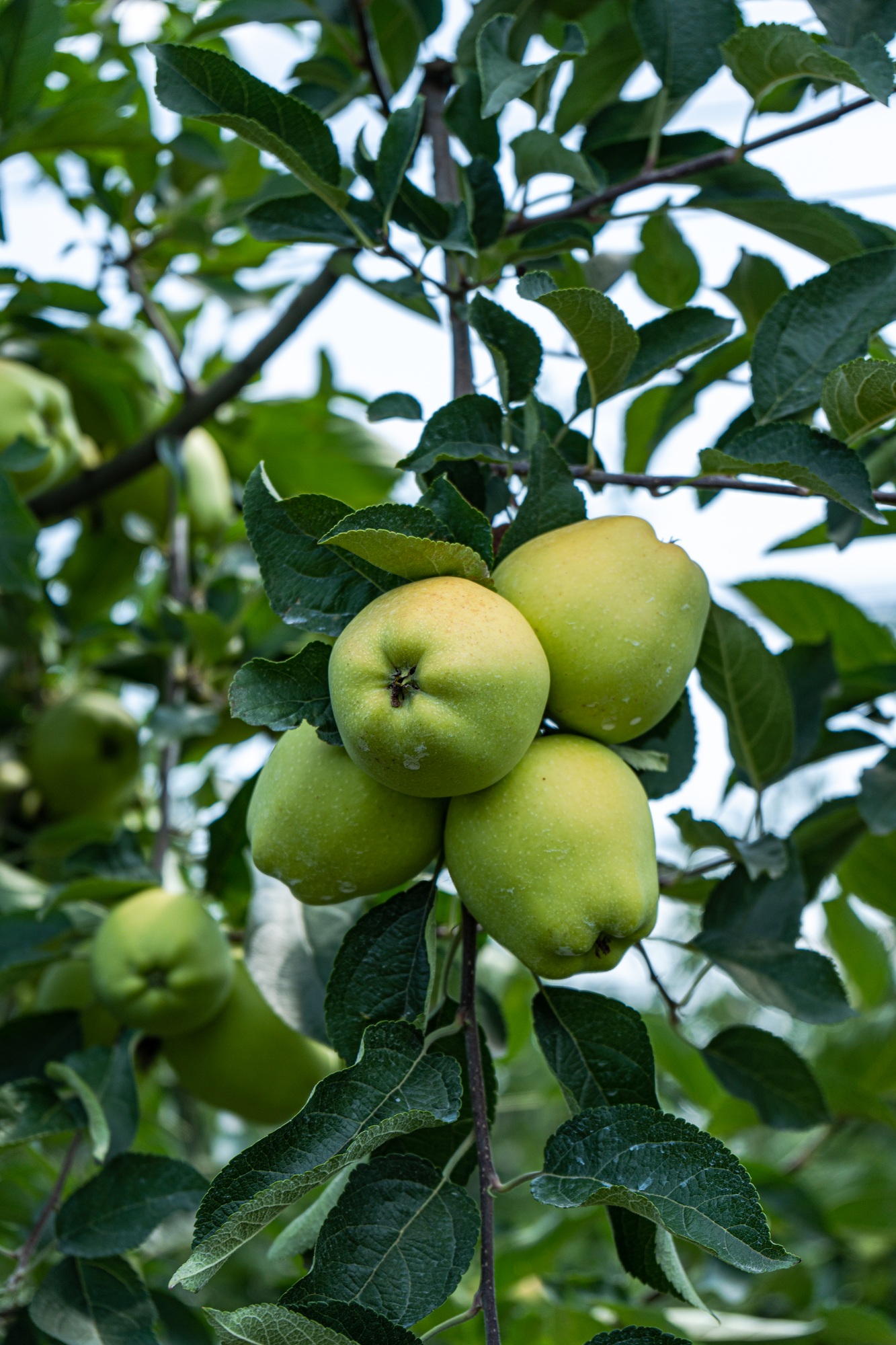 Granny Smith apple variety