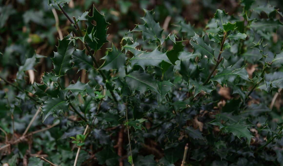 Ilex aquifolium or Christmas holly. Green holly foliage