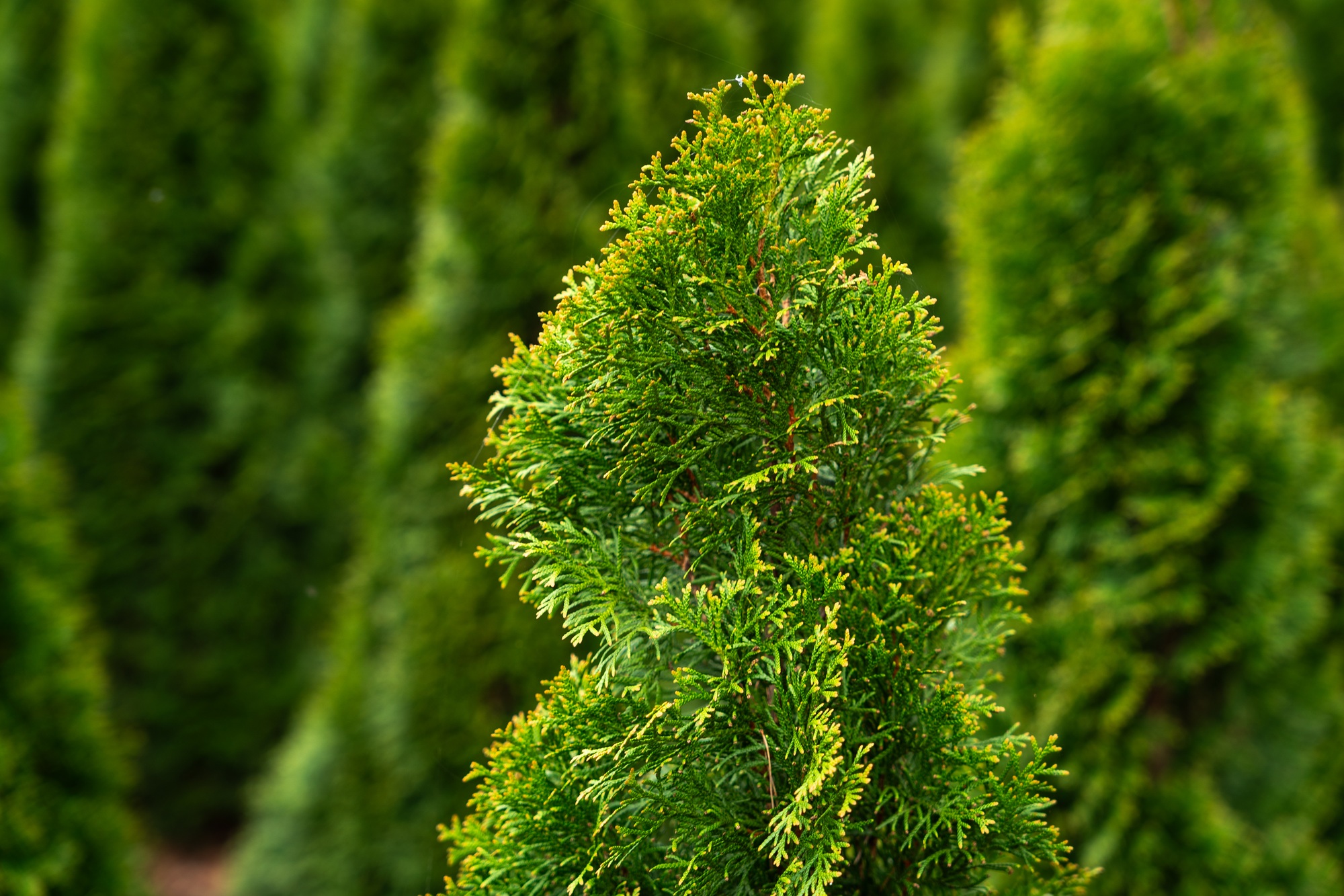 Single branch of a lush green arborvitae tree