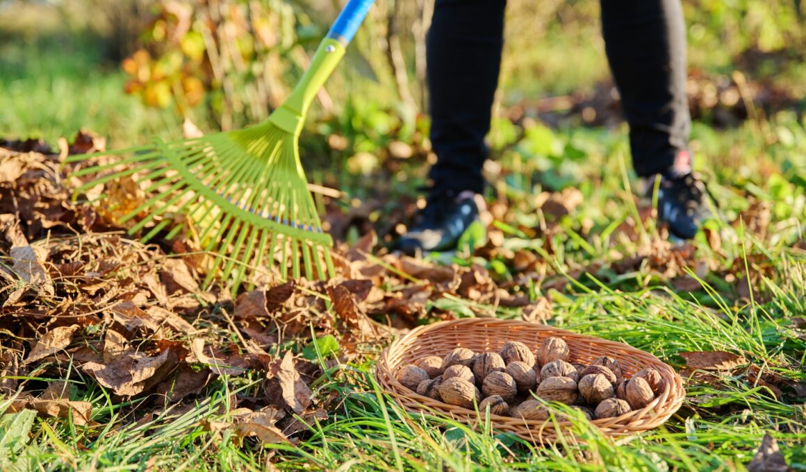 Woman with rake clearing leaves under walnut tree, collecting fallen walnuts