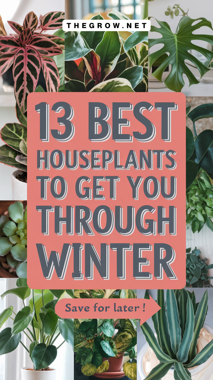 Best Houseplants to Get