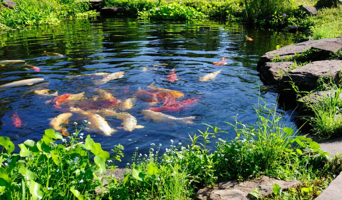 Garden Koi Pond