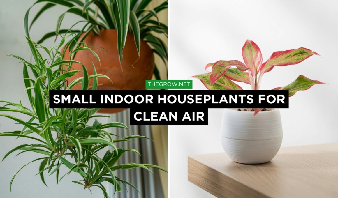 Small Indoor Houseplants for Clean Air