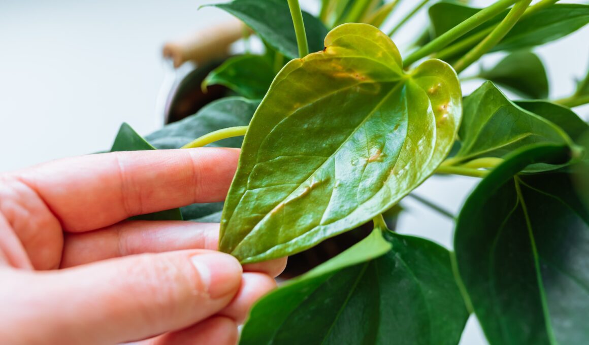 Diseases and pests, proper care for houseplant anthurium