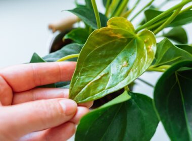 Diseases and pests, proper care for houseplant anthurium