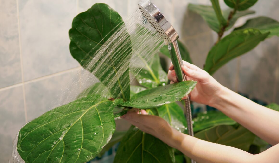 Fiddle Leaf Fig Plant washed in bathroom shower