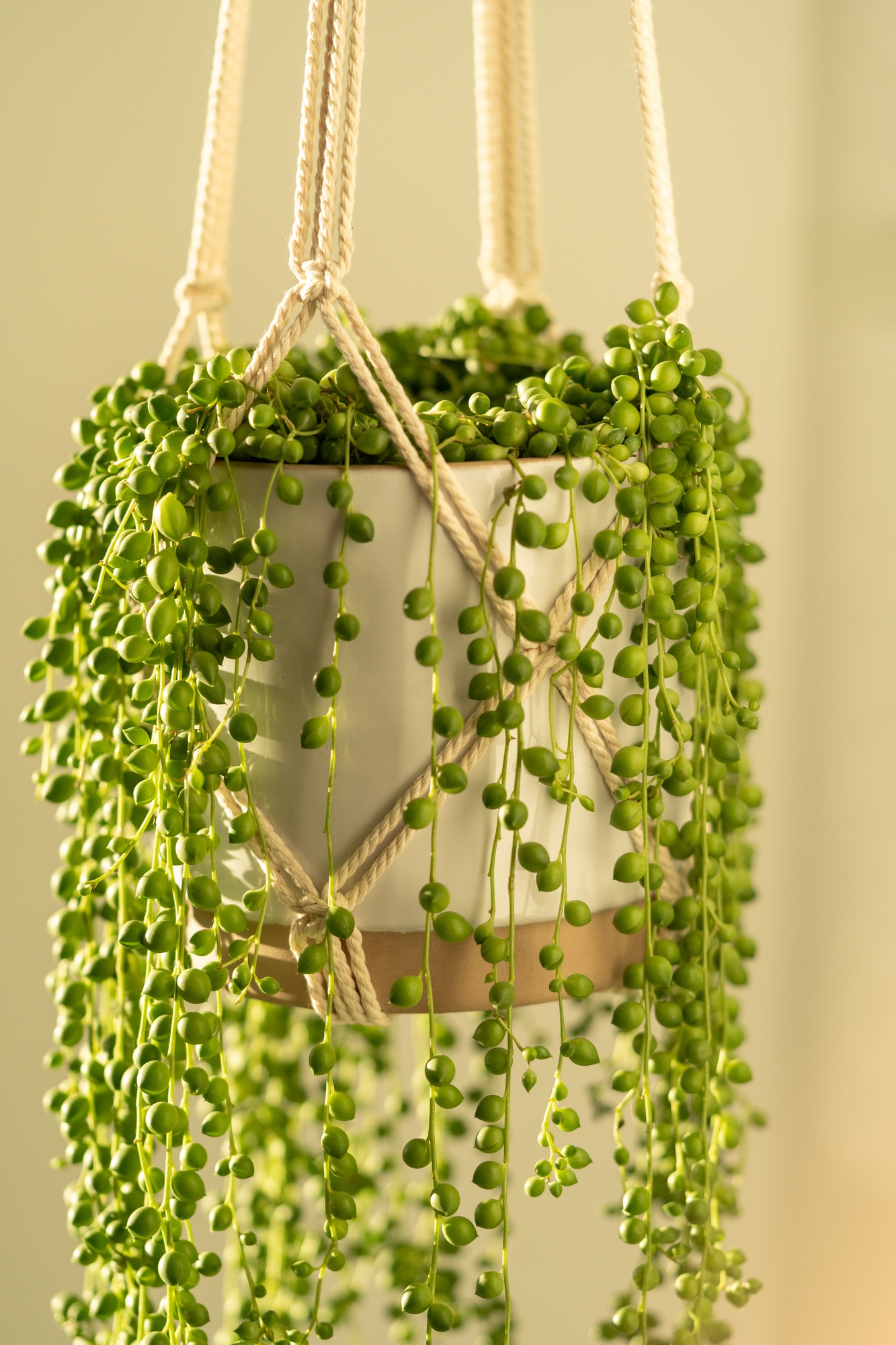 Handmade cotton macrame planter for indoor houseplant Senecio rowleyanus, close up. Love plants.