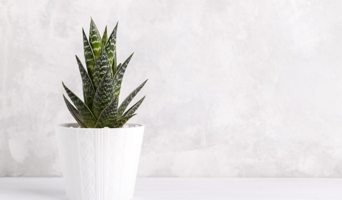 Haworthia house plant