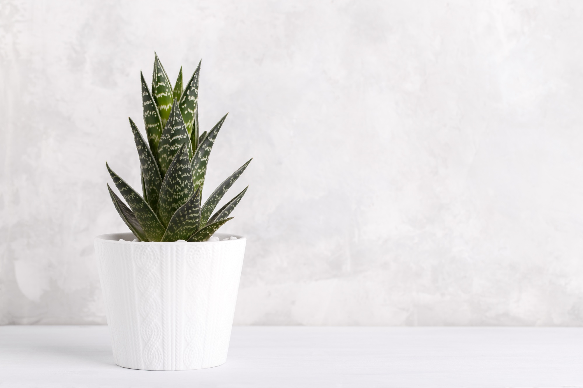 Haworthia house plant