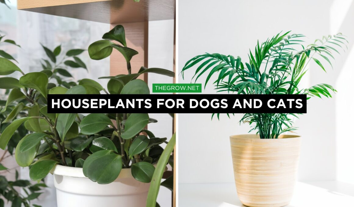 houseplants for dogs and cats