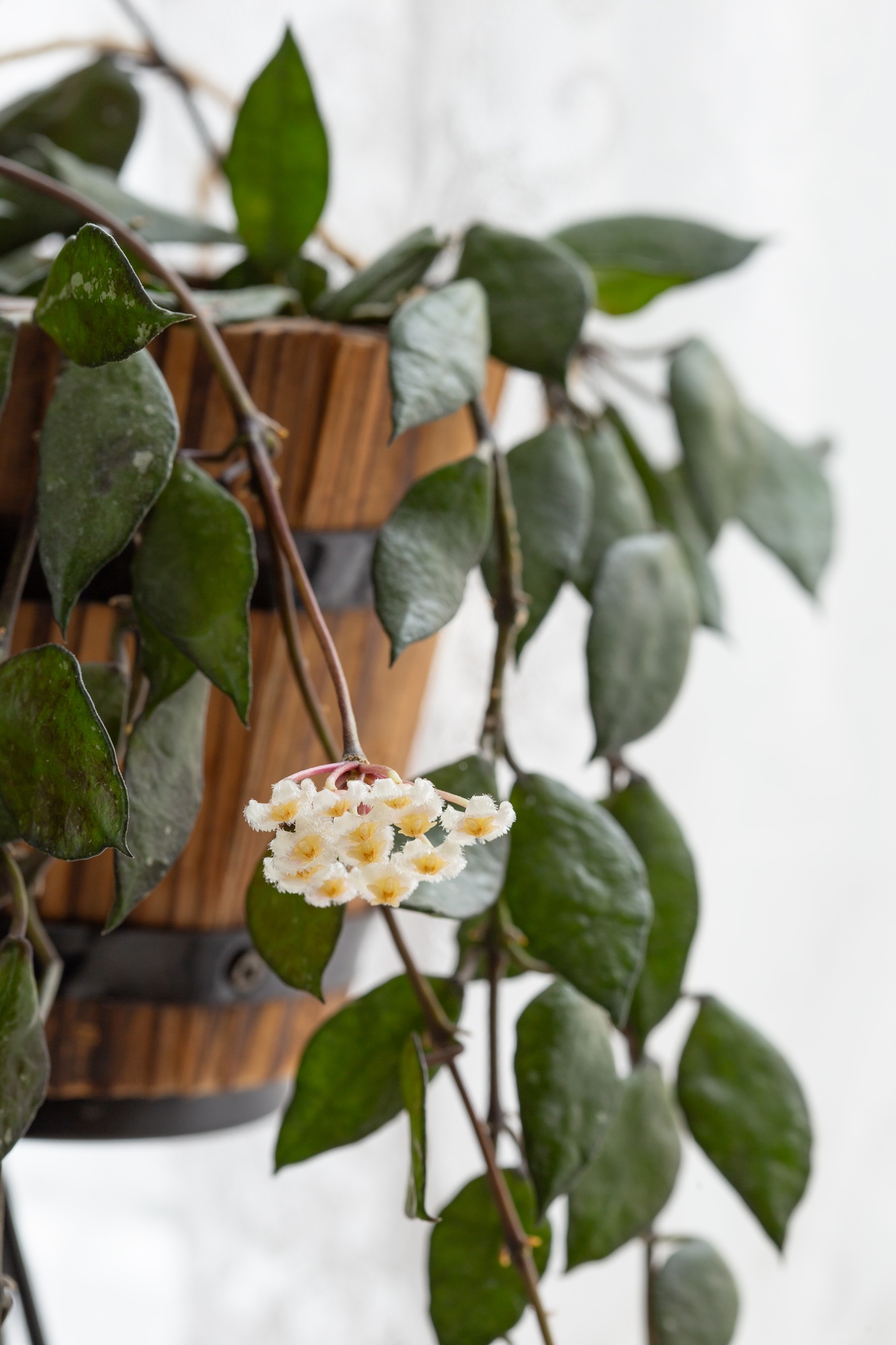 Hoya Krohniana Black Leaves Flower, Plant Care