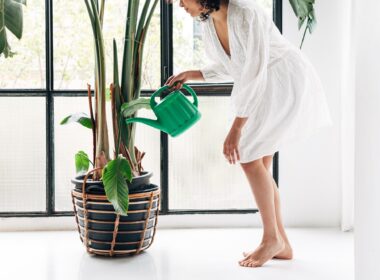 Unrecognizable young multiracial woman watering large houseplant at home.