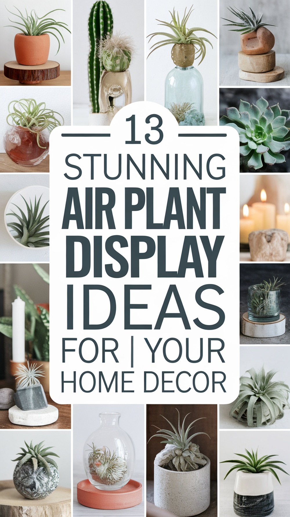 Air Plant Display Ideas