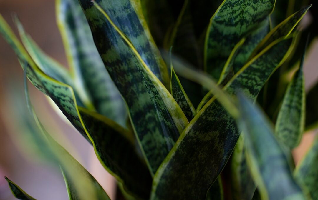 Plant Benefits You Should Know