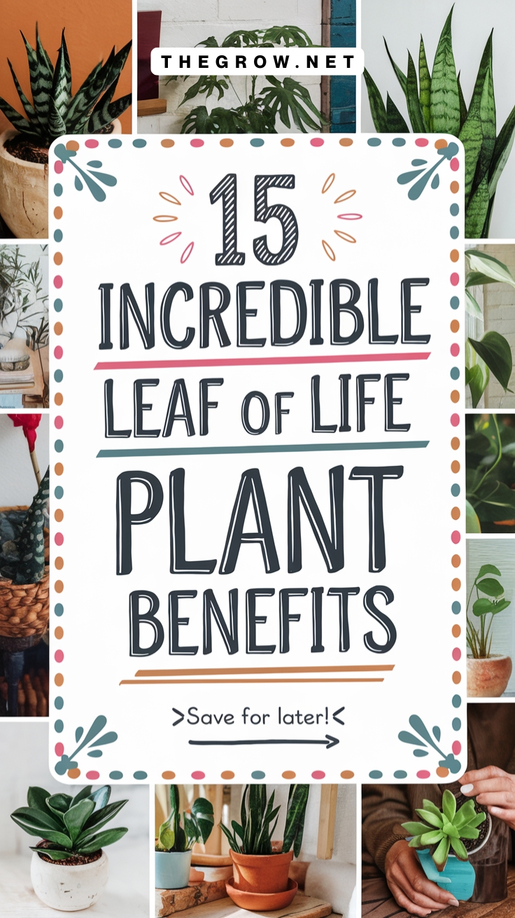 Leaf of Life Plant Benefits
