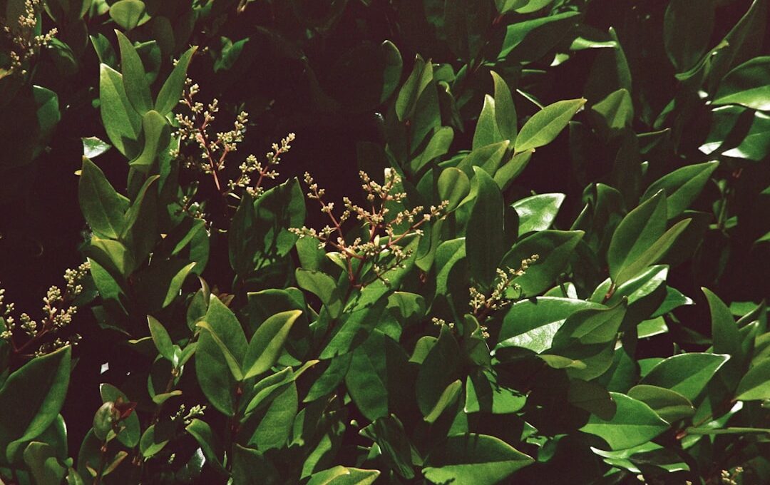 Leaf of Life Plant Benefits