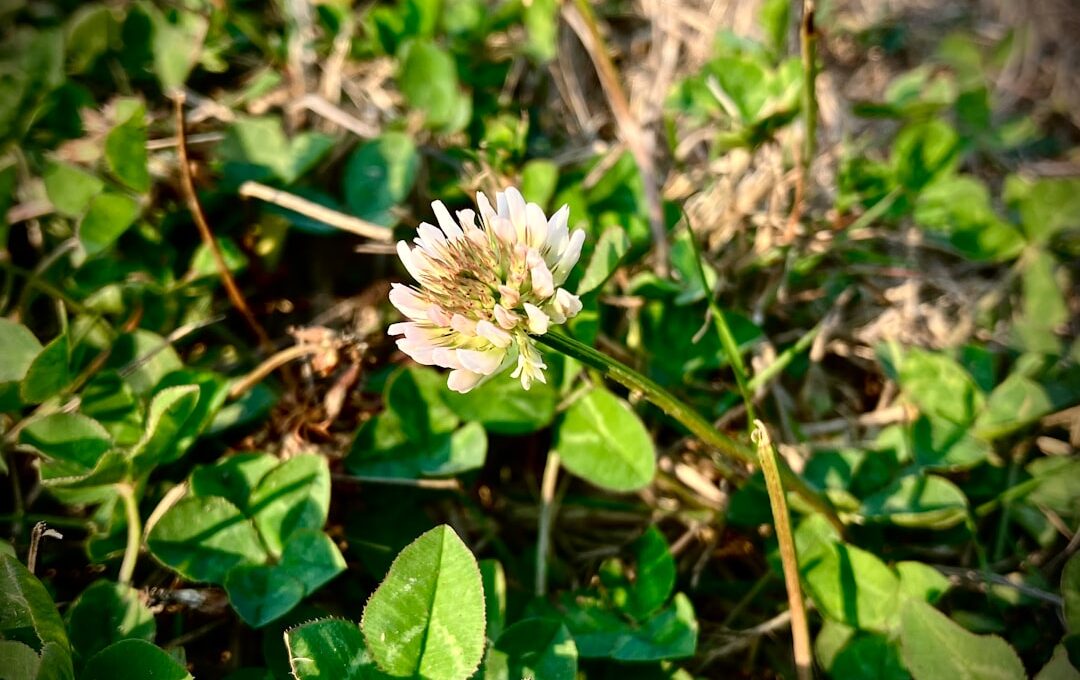 White Clover Benefits