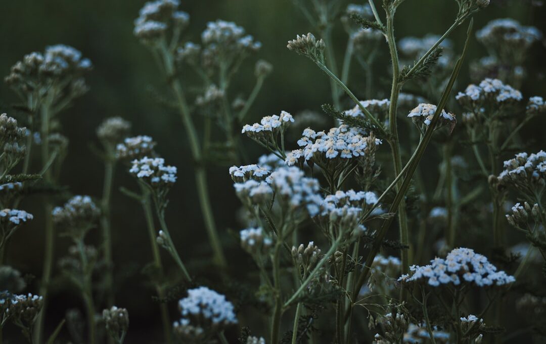Yarrow Plant Benefits