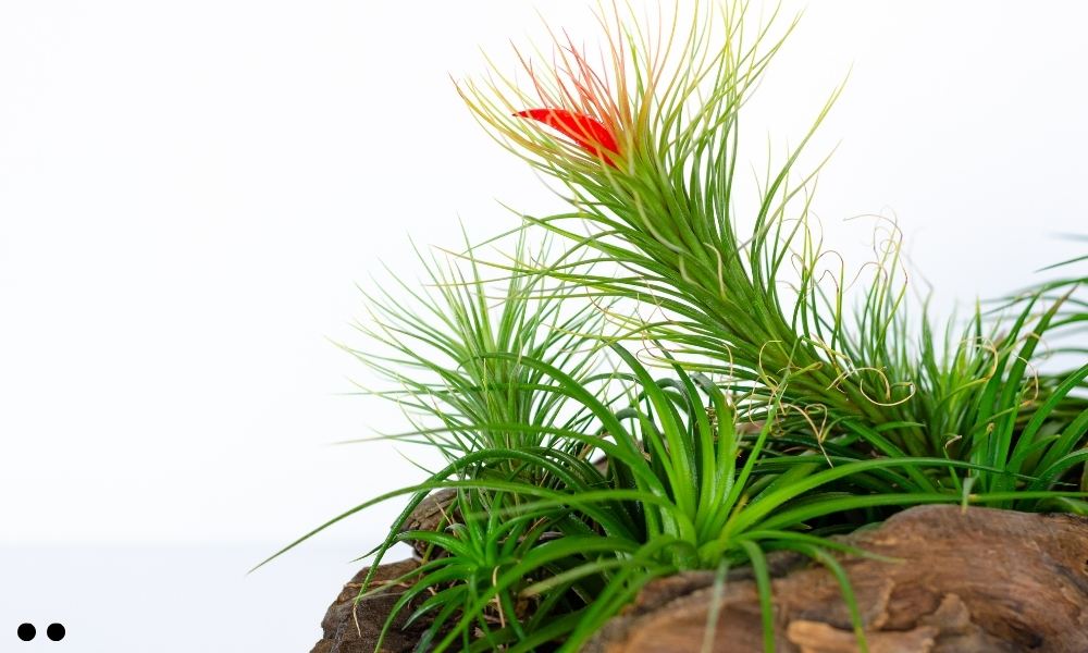Tillandsia Andreana