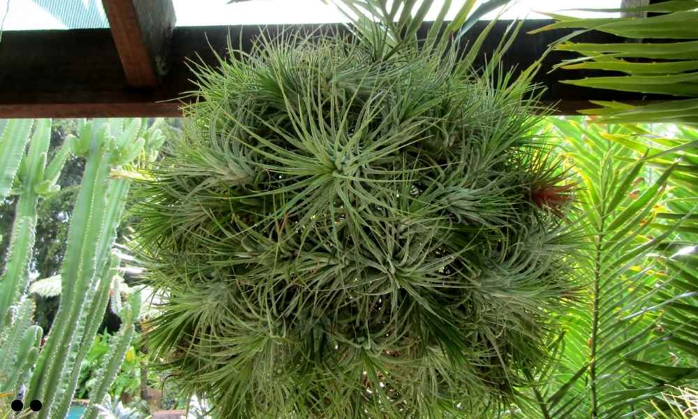 Tillandsia Bergeri