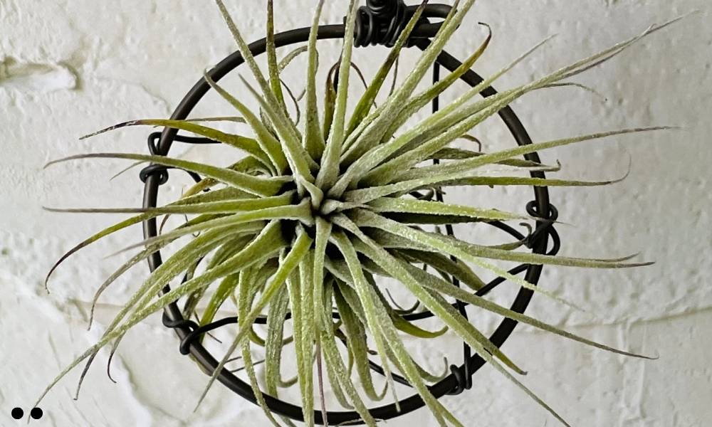 Tillandsia Butzii