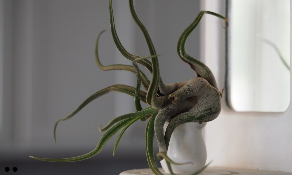 Tillandsia Caput-Medusae