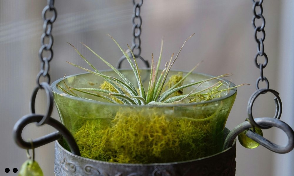 Tillandsia Fuchsii v. Gracilis