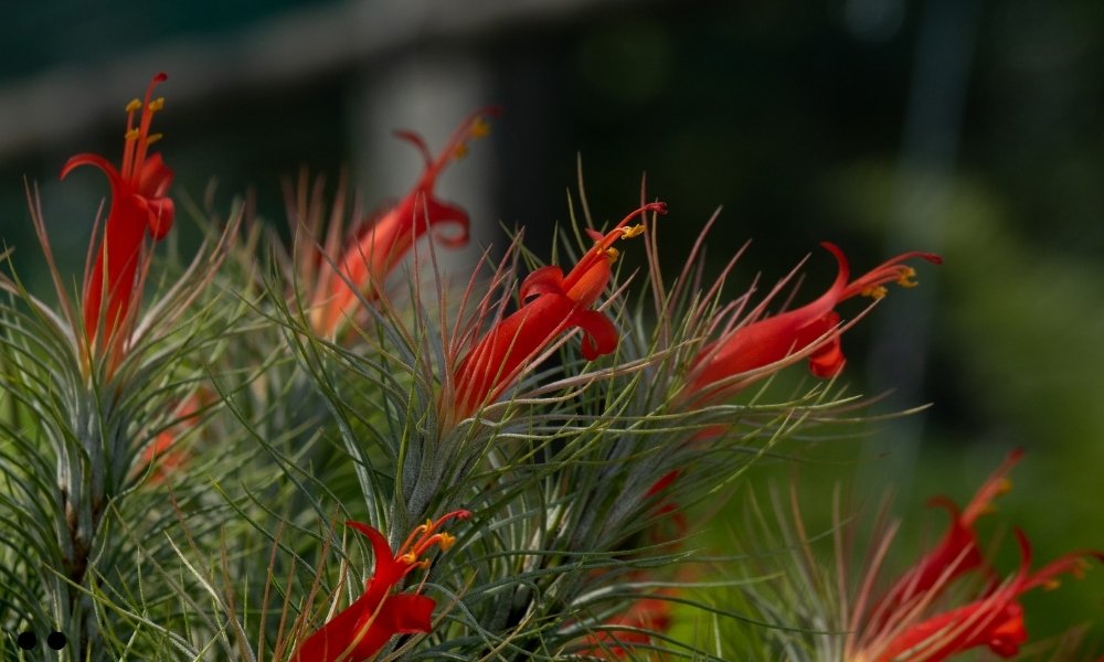Tillandsia Funckiana