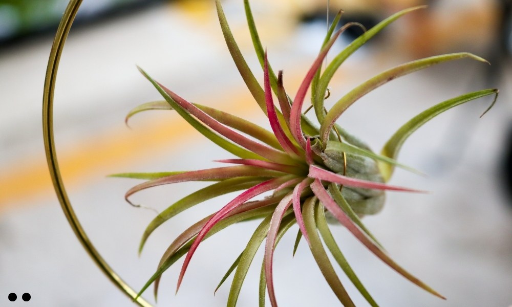 Tillandsia Magnusiana