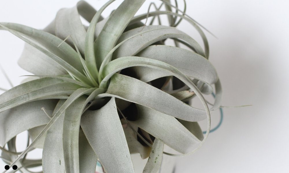 Tillandsia Paleacea