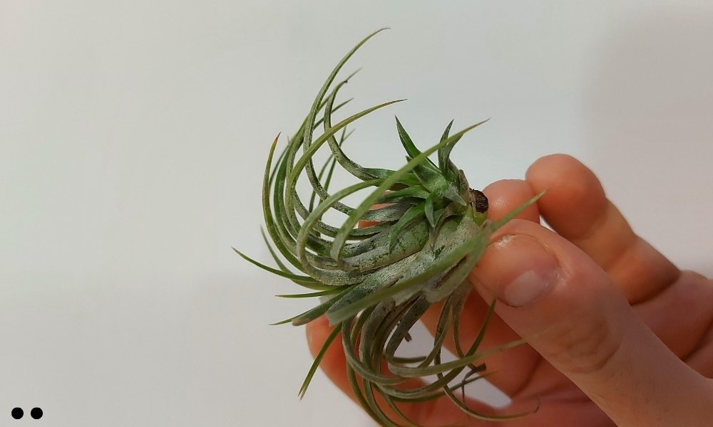 Tillandsia Pseudobaileyi