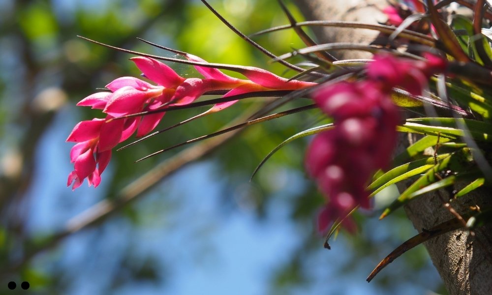 Tillandsia Recurvifolia