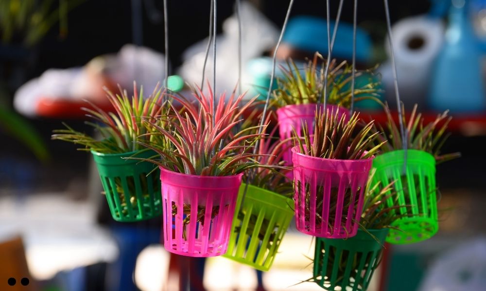 Tillandsia Seleriana