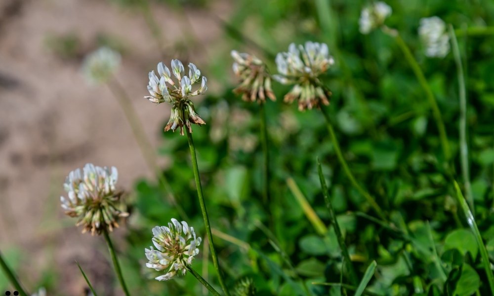 Trifolium repens