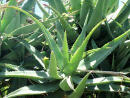 a close up of a plant with many leaves