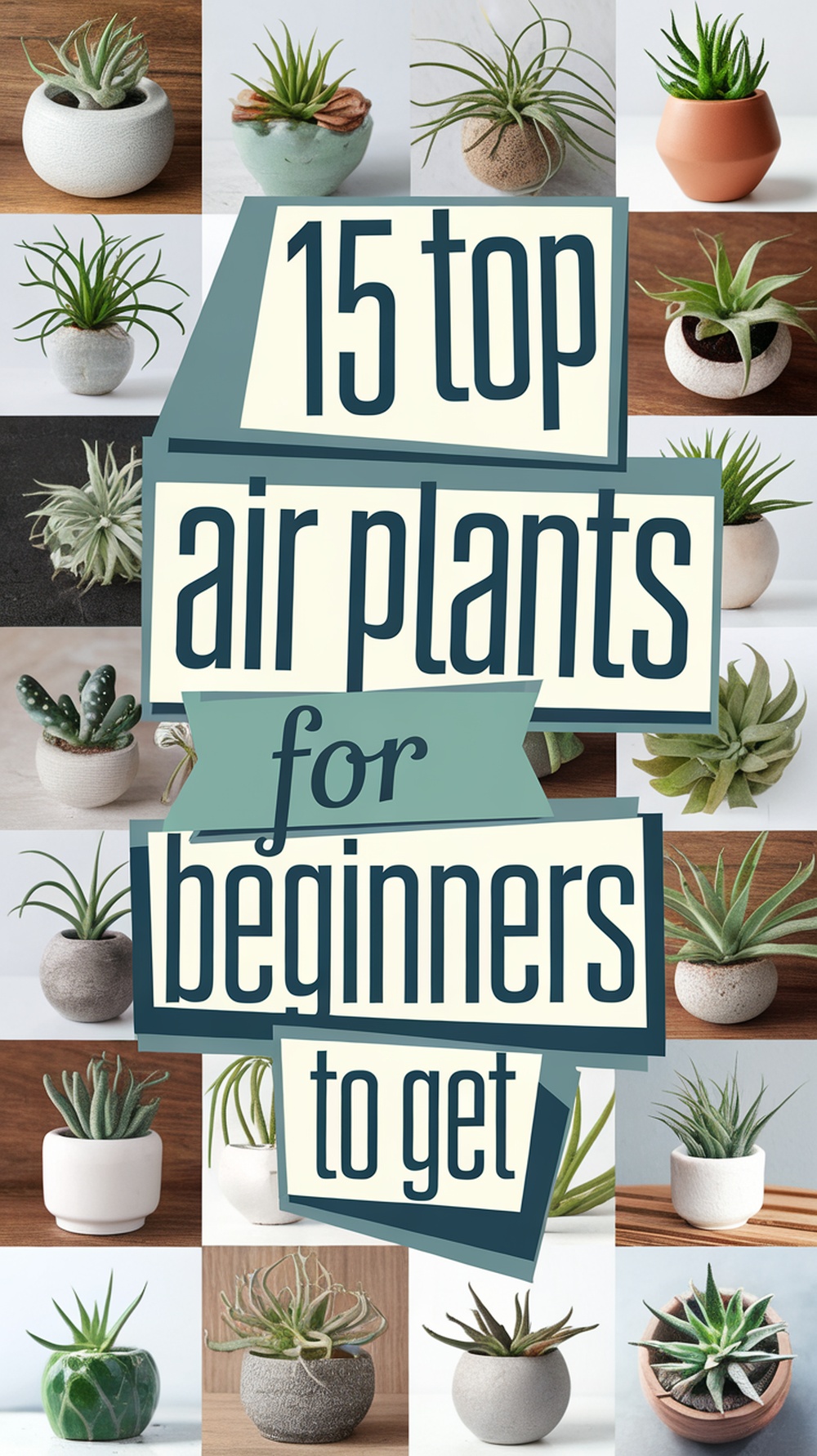 Air Plants for Beginners
