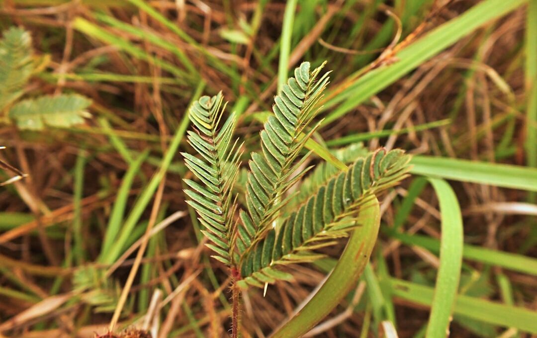 Mimosa Pudica