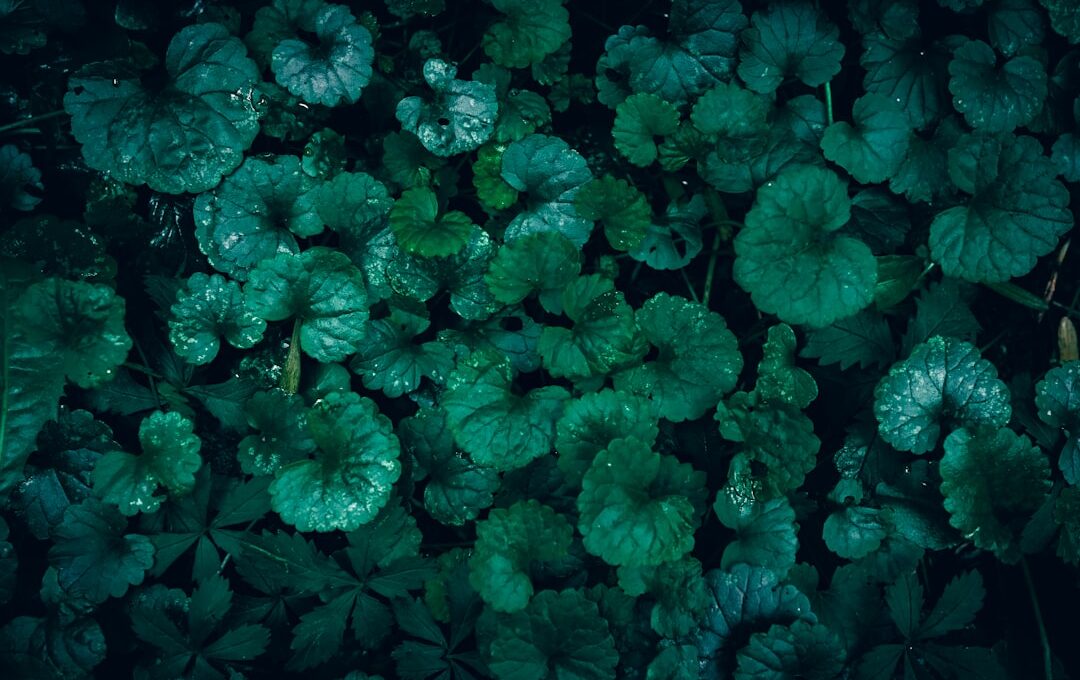 Powerful Creeping Charlie Benefits