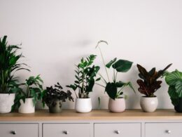 Indoor Plants Benefits
